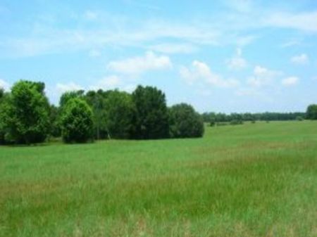 39 Acres a-313 : Keystone Heights : Clay County : Florida