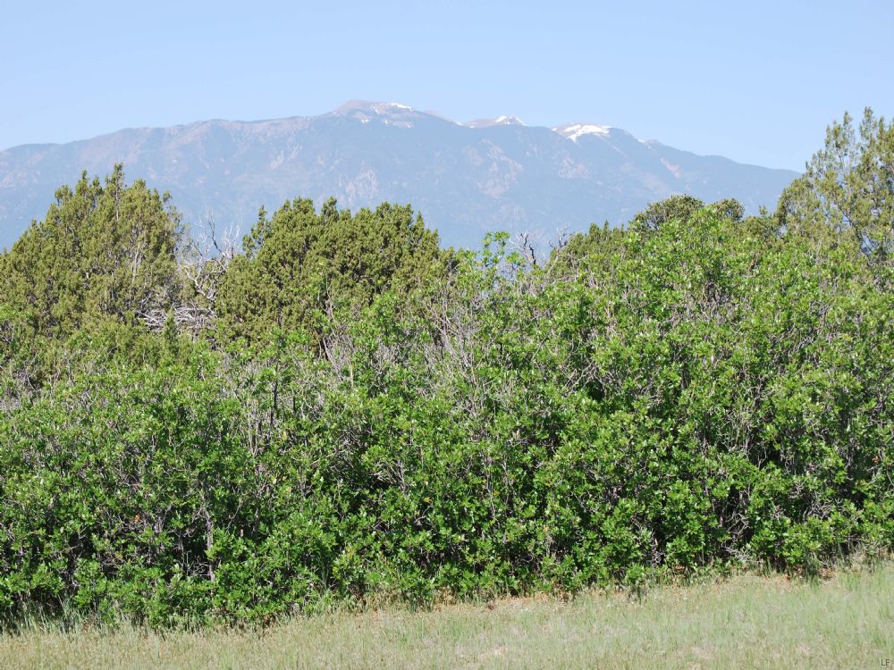 Ranch Closeout - 37 Acres - $39,900 : Colorado City : Pueblo County : Colorado