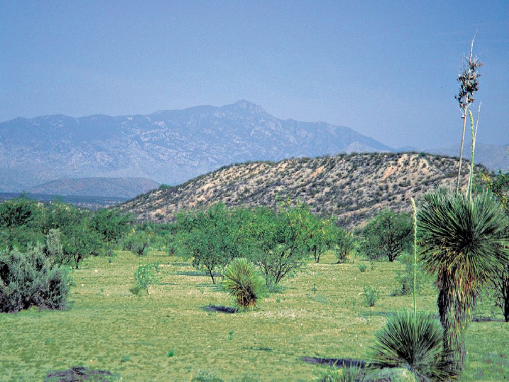 San Pedro Ranch : Benson : Cochise County : Arizona