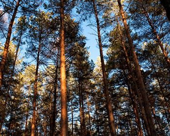 How Timberlands Diversify Investment Portfolios