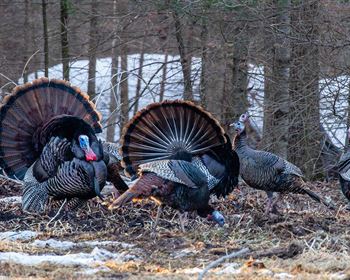 Improving Your Land for Turkey Season in the South