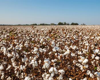 Land Q&A: Ag Exemptions in Texas
