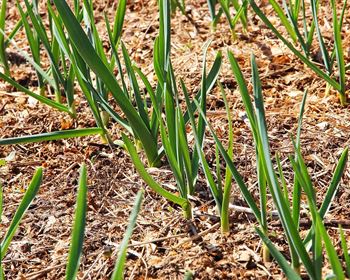 Nature’s Best Remedies: The Remarkable Properties of Plants and Herbs