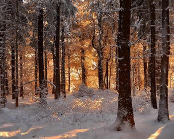 Solar Leases, Forest Supplies, and Timberland Investments