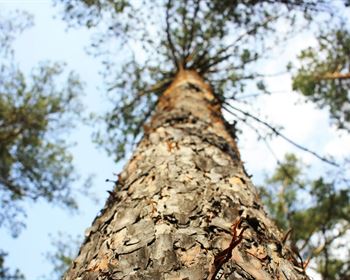 Timberland and Liquidity: Have a Plan