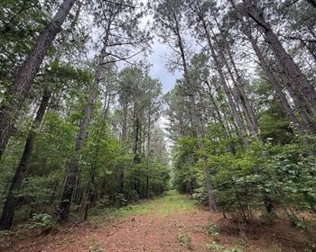 Timberland Property Offers Recreational and Investment Opportunities