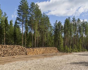 Tips for a Successful Timber Harvest