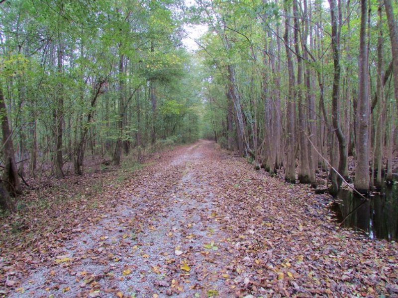 Sandy Creek Tract : Bishopville : Lee County : South Carolina