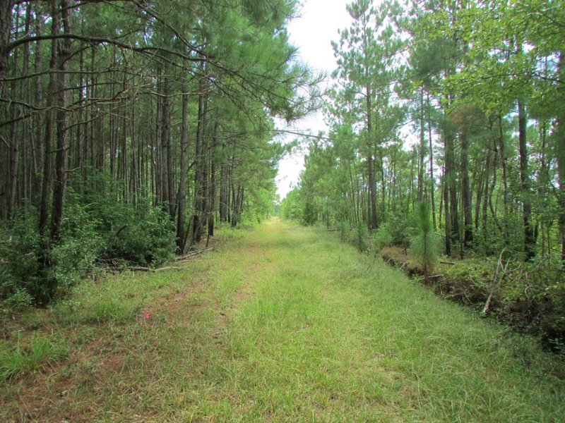 Wee Tee Tract : Kingstree : Williamsburg County : South Carolina