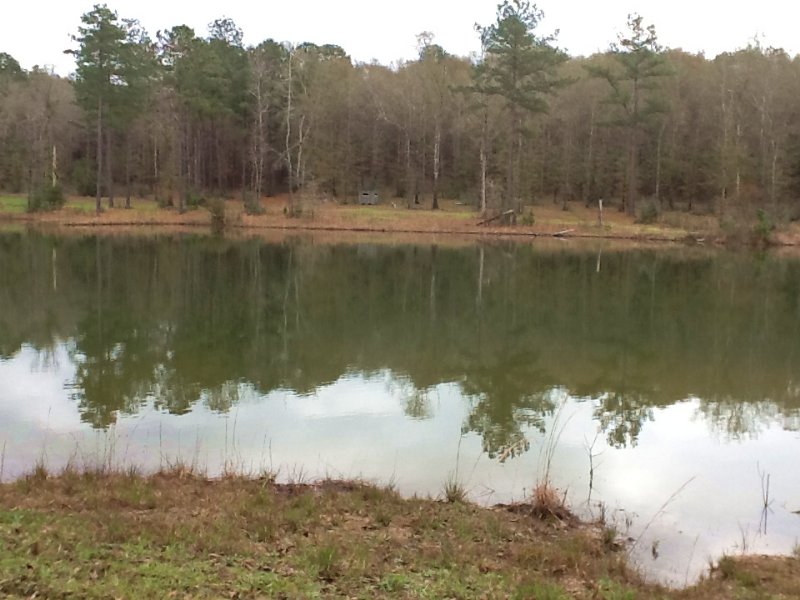 County Road 407 Tract : Elba : Coffee County : Alabama