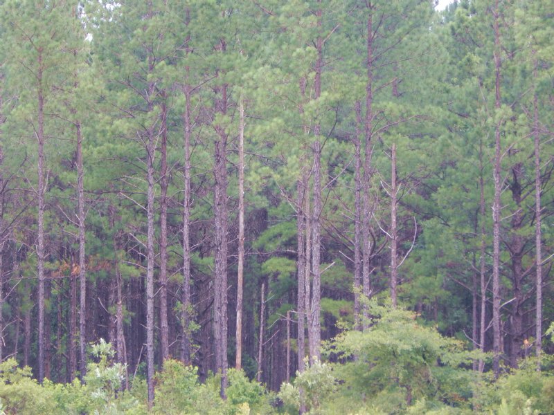 Atlantic Coastal Investment Tract : Darien : McIntosh County : Georgia