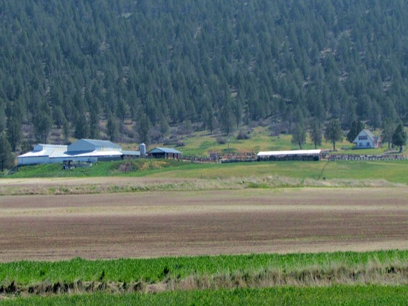 Productive Goat Dairy : Bonanza : Klamath County : Oregon