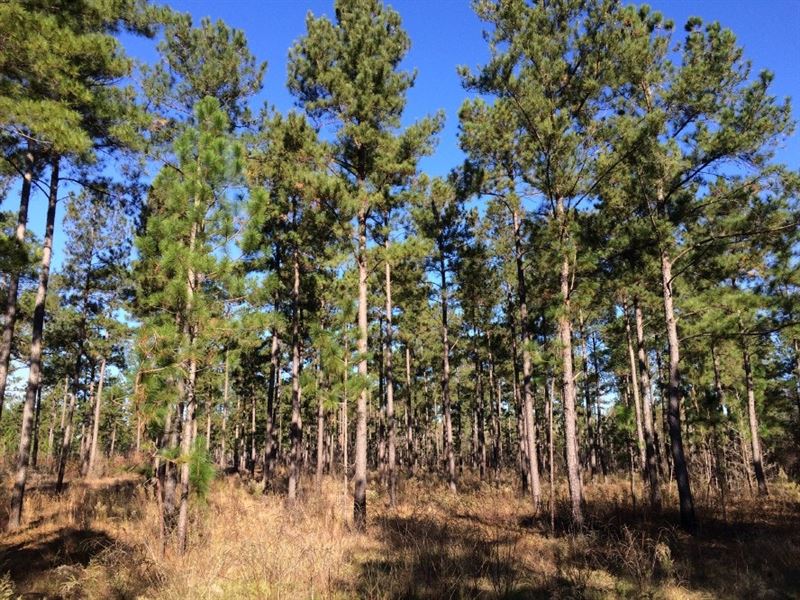 Ochwalkee Creek Preserve : Dublin : Laurens County : Georgia
