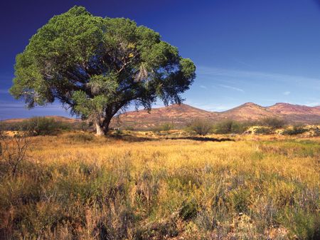 36 Acre Ranch : Willcox : Graham County : Arizona