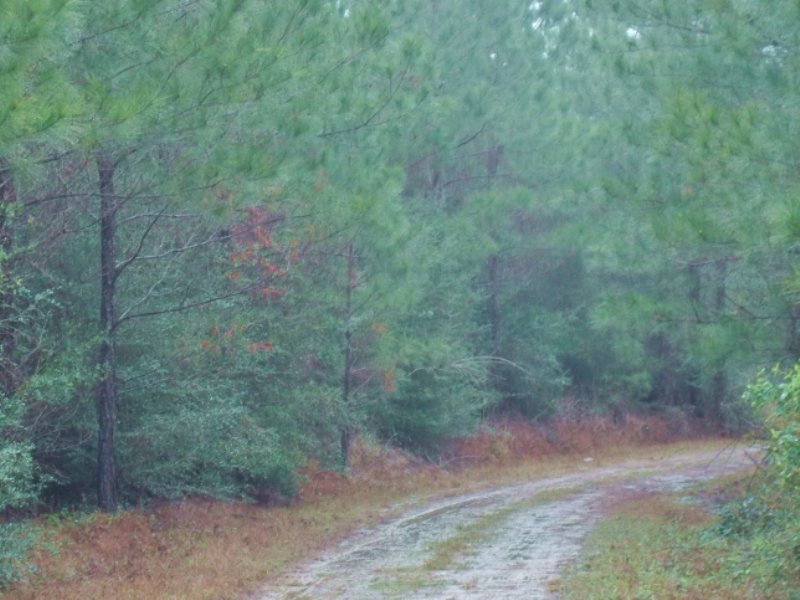 Big Cypress Creek : Woodville : Tyler County : Texas