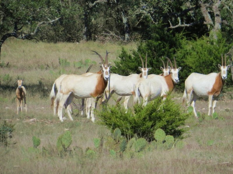 Exotic Game Ranch, Ponds, Well, Pwr : Rocksprings : Edwards County : Texas