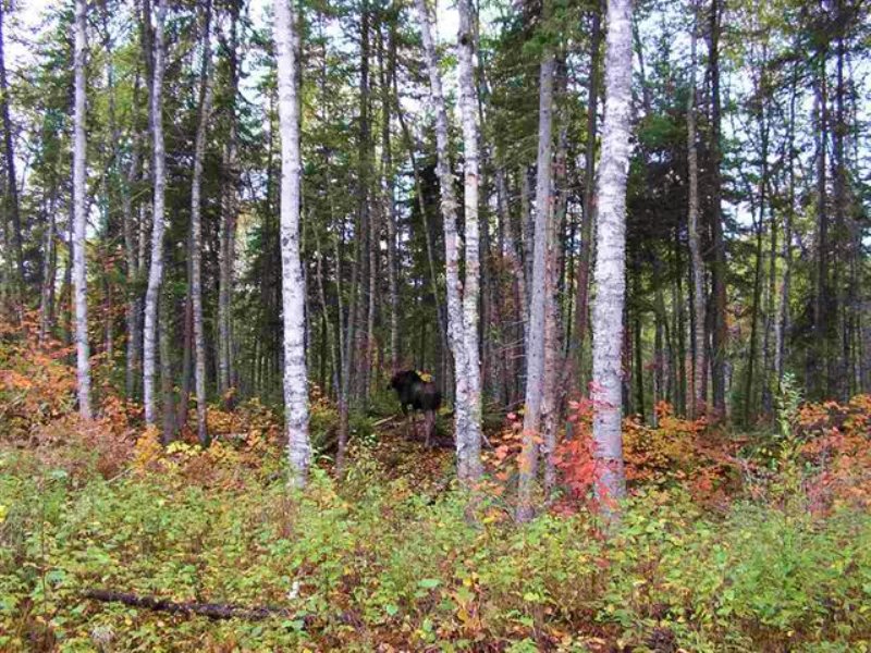 Peshekee Grade Rd : L'anse : Baraga County : Michigan