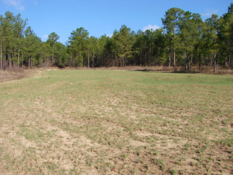184 Acres Of Great Timber / Hunting : Buena Vista : Marion County : Georgia