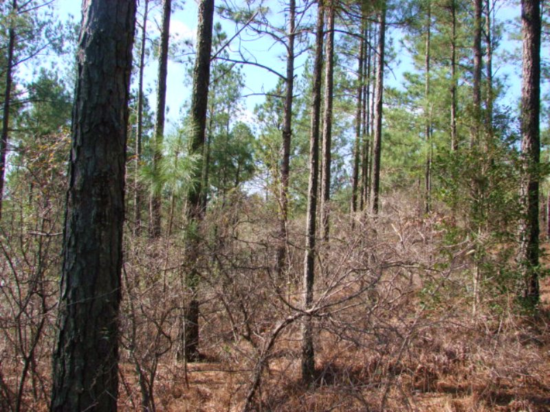 229 Acres with Timber and Creek : Butler : Taylor County : Georgia