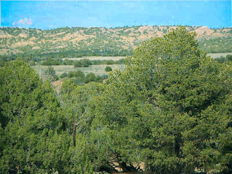 Northern AZ Wilderness Ranch 299/Mo : Saint Johns : Apache County : Arizona