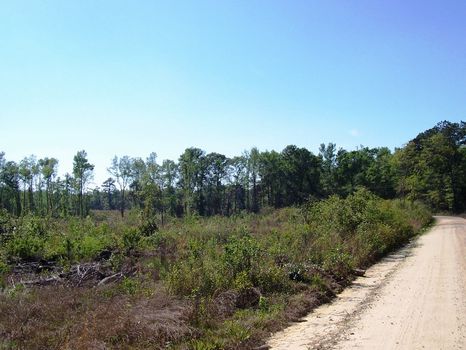 Ramhorn Tract : Crocketville : Hampton County : South Carolina