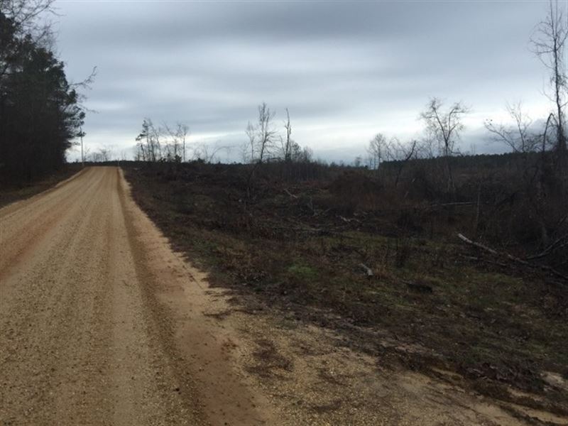 120 Ac - Replanted Pine Timberland : Fountain Hill : Drew County : Arkansas