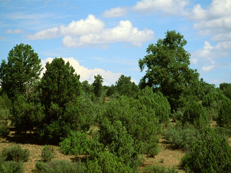 Northern Az Secluded Mountain Ranch : Saint Johns : Apache County : Arizona