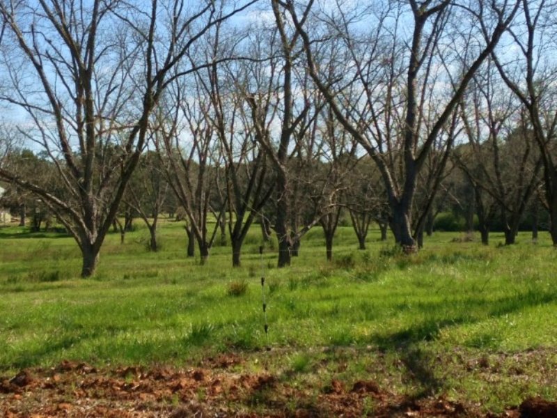 Old Spring Hill 400 +/- : Eufaula : Barbour County : Alabama