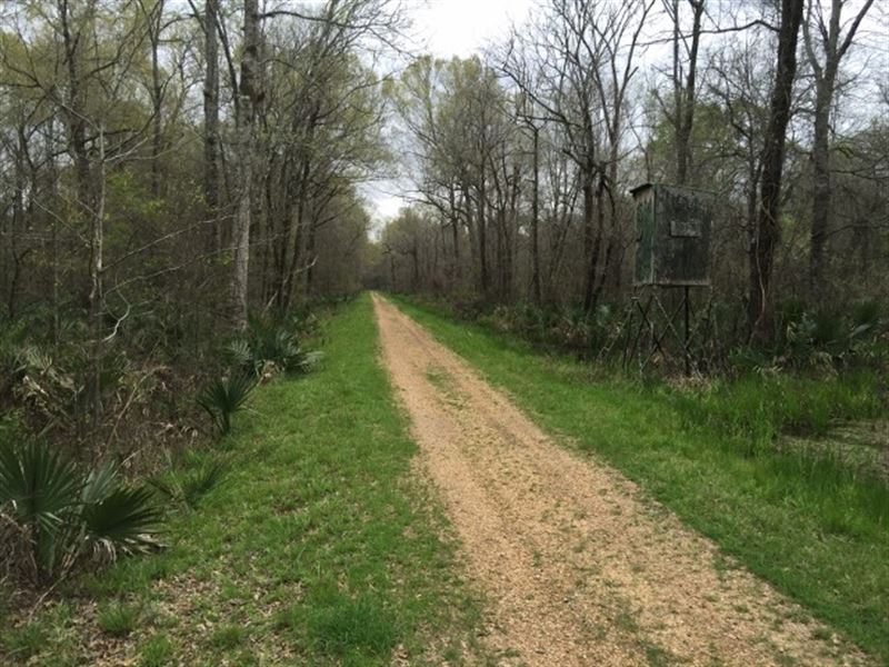 804 Ac Deer & Duck Hunting Wit : Newellton : Tensas Parish : Louisiana