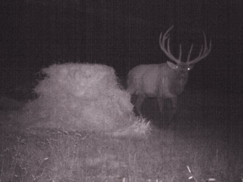 Hill Ranch Elk Hideaway Ranch : Trinidad : Las Animas County : Colorado