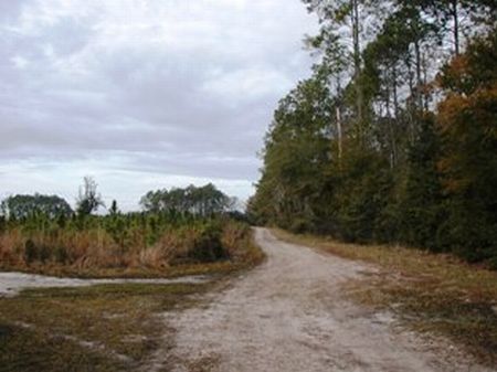 Great Investment Land : East Palatka : Flagler County : Florida