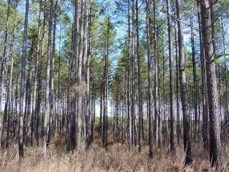 Belfast Plantation - 550 Acres : Newberry : Newberry County : South Carolina