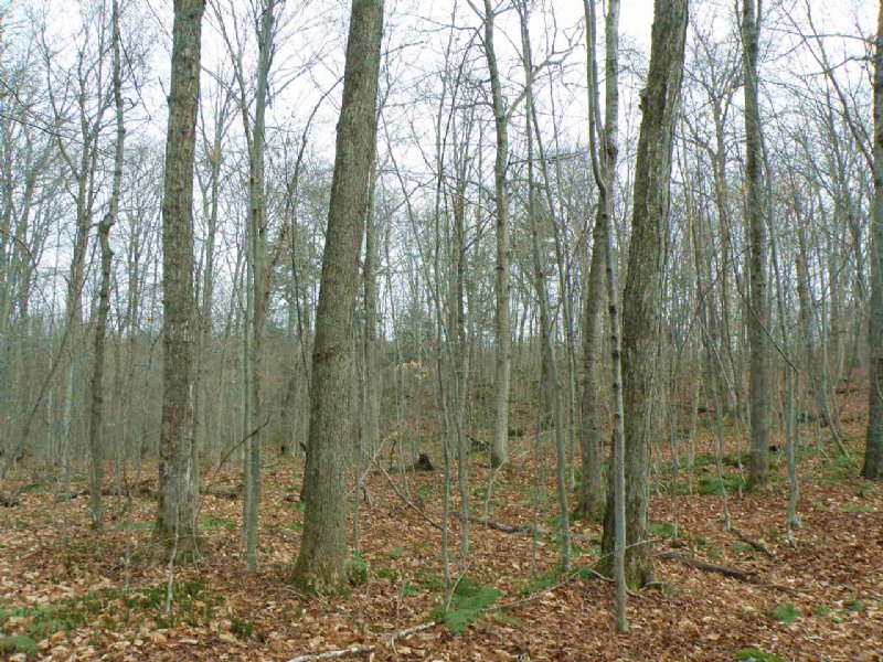 Elmore Pond Forest : Elmore : Lamoille County : Vermont