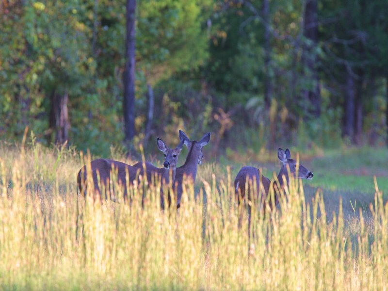 Vans Creek & Arrowhead Lodge : Elberton : Elbert County : Georgia