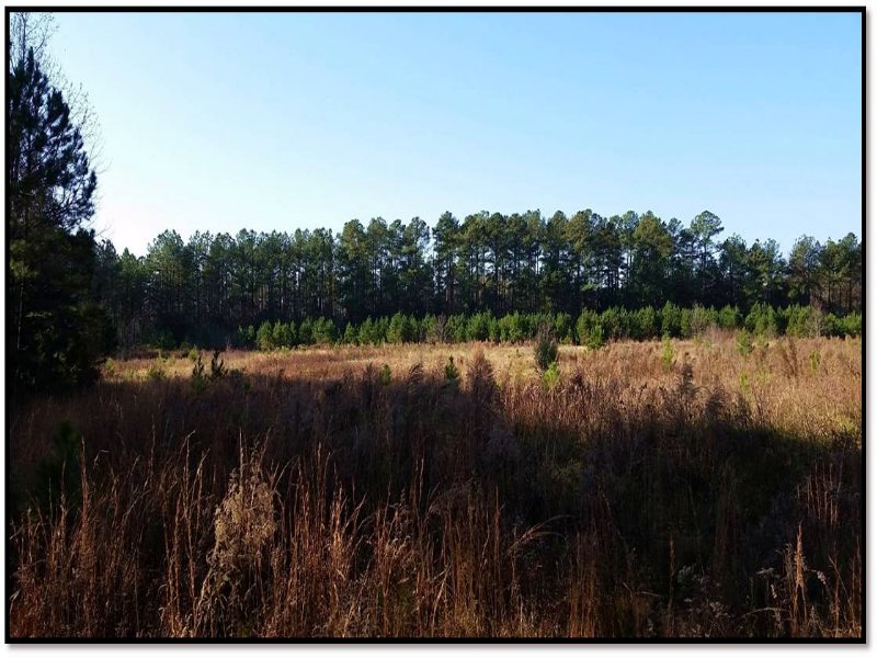 Hogskin Creek Tract : Donalds : Abbeville County : South Carolina