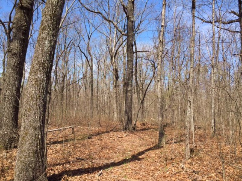 65+/- Acres Prime Hunting Property : Dunlap : Marion County : Tennessee