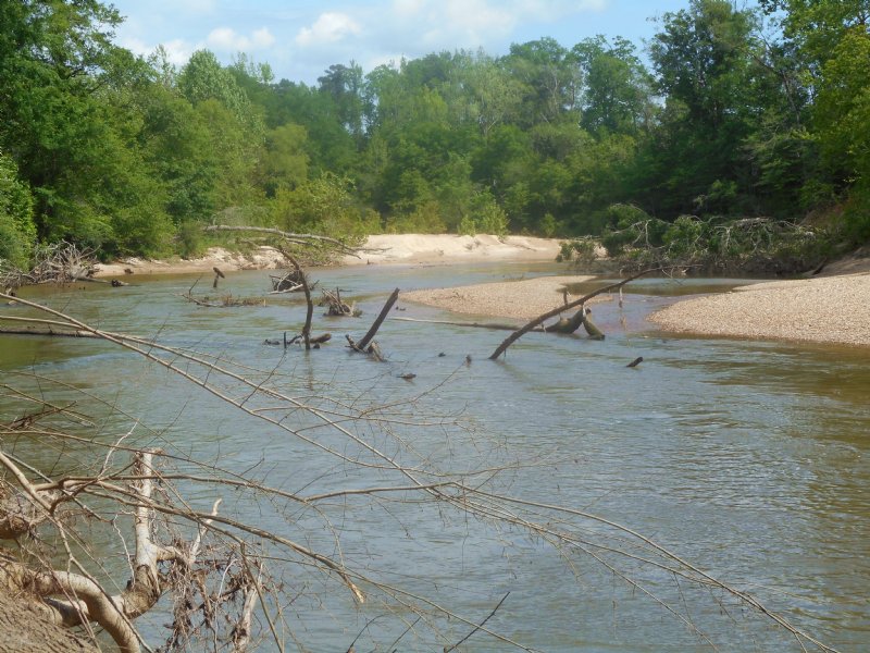 McComb Riverfront Blueberry Farm : McComb : Pike County : Mississippi