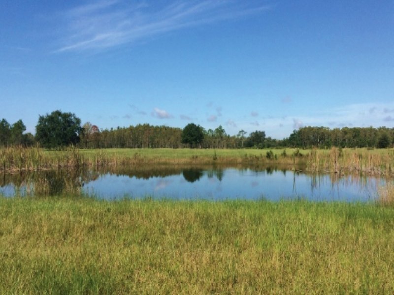 Bull Creek Ranch : Kenansville : Osceola County : Florida