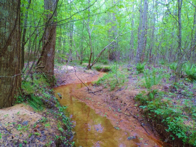 Pine Timber/ Creek Bottom : Washington : Wilkes County : Georgia
