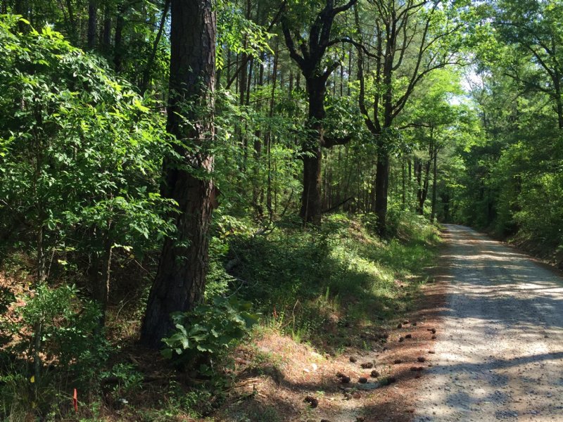 Timber and Pond : Sharon : Taliaferro County : Georgia