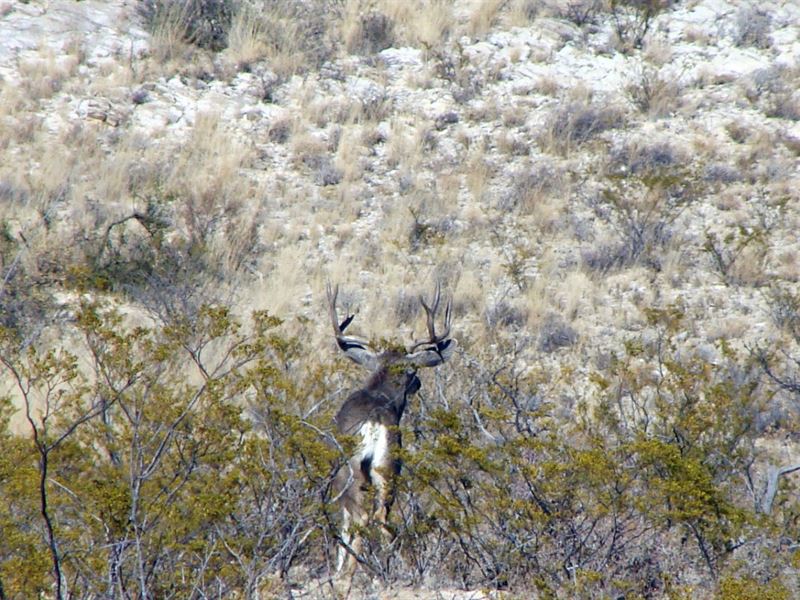 Calamity Creek Land : Alpine : Brewster County : Texas