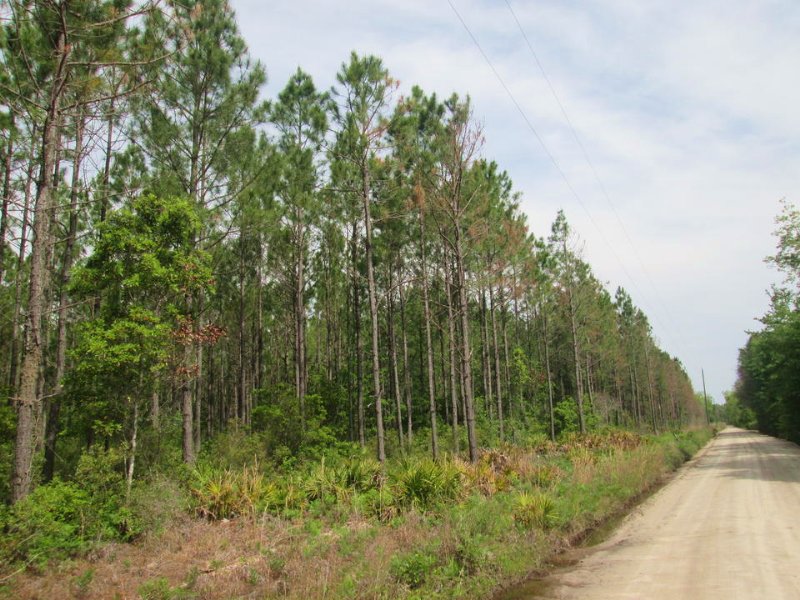 47 Acre Investment Tract : Millwood : Ware County : Georgia