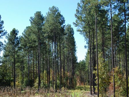 451 Acre Recreational Tract : Chester : Chester County : South Carolina