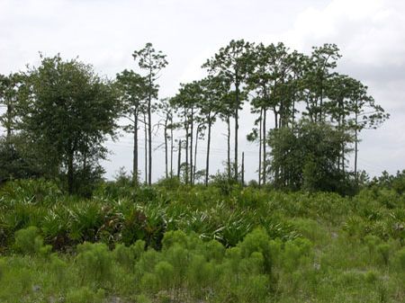 County Line Ranch : Bowling Green : Polk County : Florida