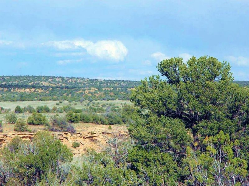 Secluded Northern AZ Ranch, $355/Mo : Saint Johns : Apache County : Arizona