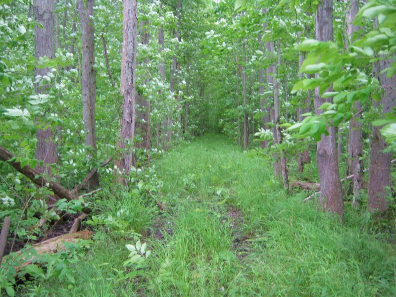 Hunting Land Near Montezuma Refuge : Montezuma : Cayuga County : New York
