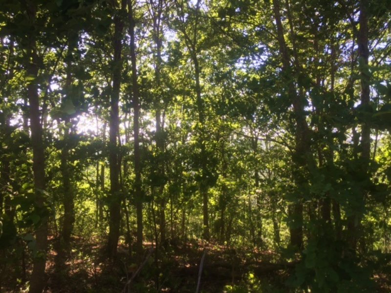 12.1+/- Acres Beautiful Bluff Views : South Pittsburg : Marion County : Tennessee