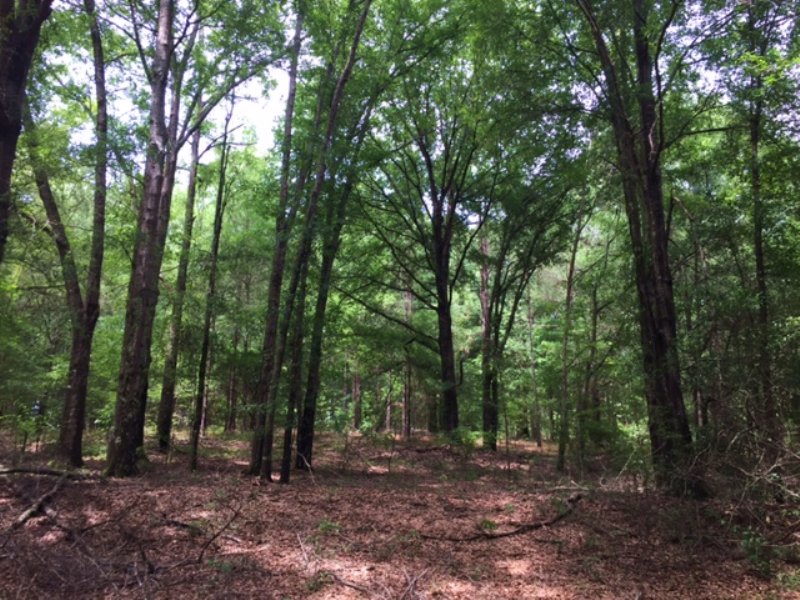 Tomlin Mill Creek Tract : Luverne : Crenshaw County : Alabama
