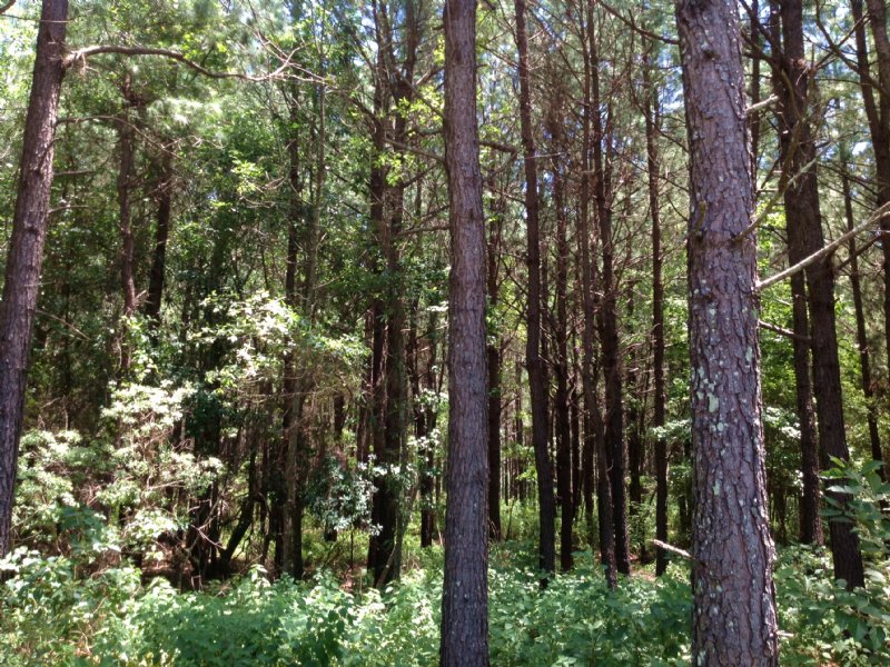 1009 Acres Of Hunting & Timber Land : Midway : Bullock County : Alabama