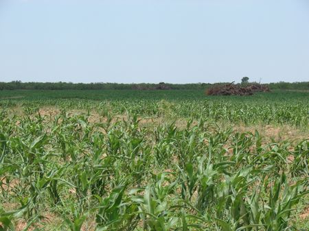 Walker Canyon Ranch : Matador : Motley County : Texas